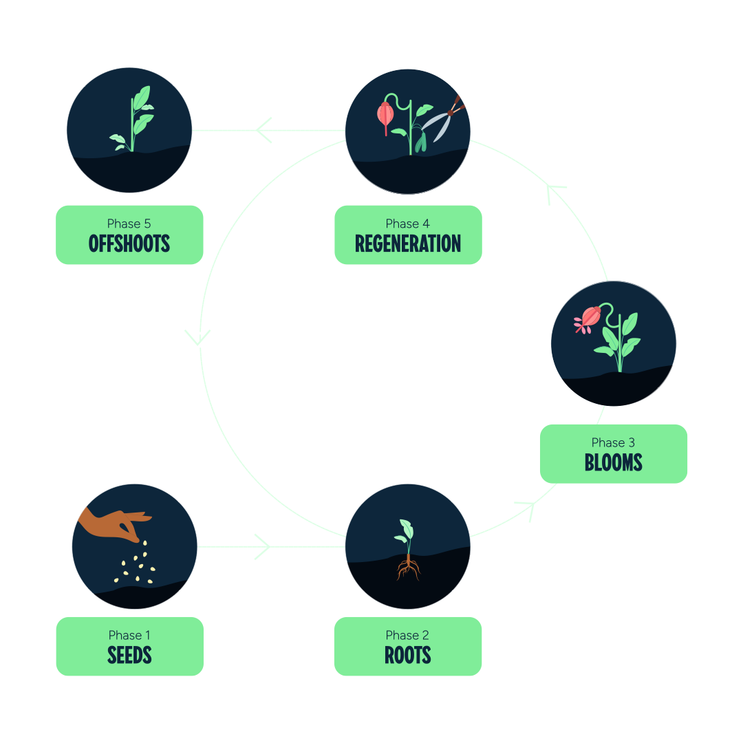 Five graphics are depicted in a cycle with labels. “Phase 1: Seeds”. A medium skin hand sprinkling seeds. “Phase 2: Roots”. A small plant germinating. “Phase 3: Blooms”. A larger plant flowering. “Phase 4: Regeneration”. Garden sheers cutting part of the flowering plant. “Phase 5: Offshoots”. The plant standing with no flowers.