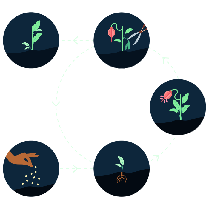 Five graphics are depicted in a cycle. The first image depicts a medium skin hand sprinkling seeds, followed by a graphic of a small plant germinating, followed by a larger plant flowering, followed by garden sheers cutting part of the flowering plant, followed by a graphic of the plant standing with no flowers.