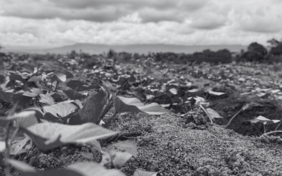A black and white image, taken low to the ground, depicting a leafy green crop growing in rows. The sky is cloudy and there is a mountain range in the distance.