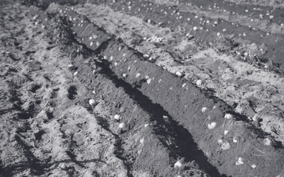 A black and white image of a plowed field of soil, with rows of potatoes ready to be harvested.